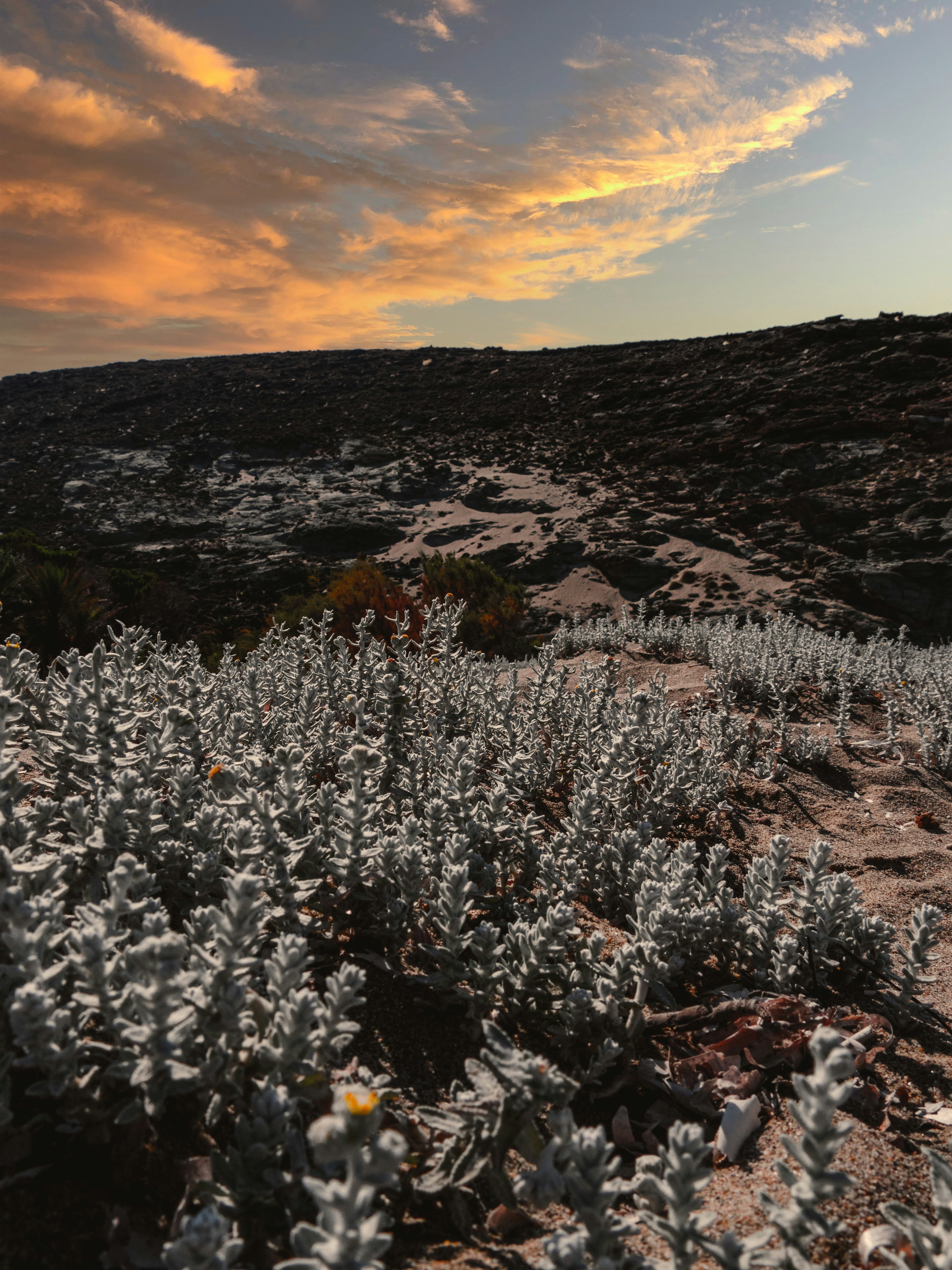 white flowers on brown field during daytime